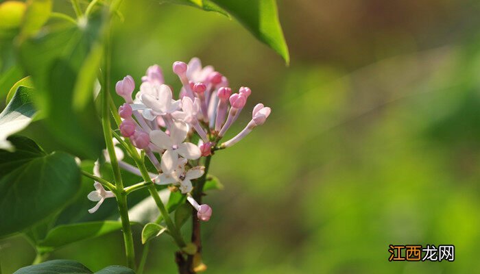 丁香花为什么叫鬼花