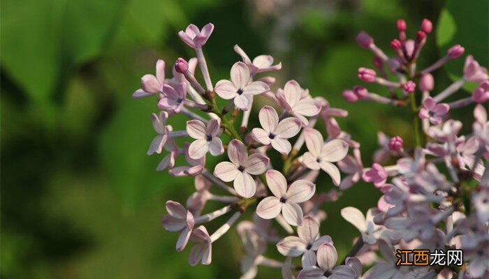 丁香花为什么叫鬼花