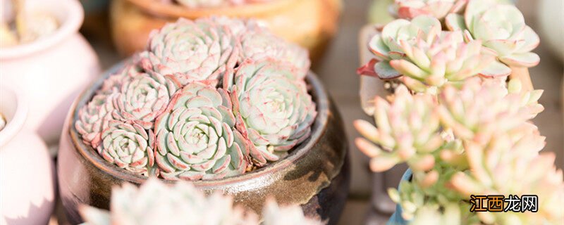 养多肉的正确方法