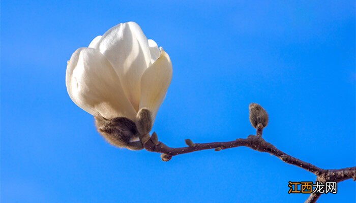 昙花花语