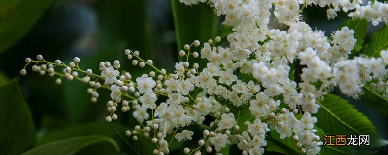 珍珠梅盆景怎么养