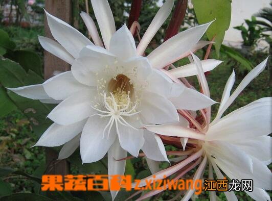 昙花能吃吗 昙花怎么吃