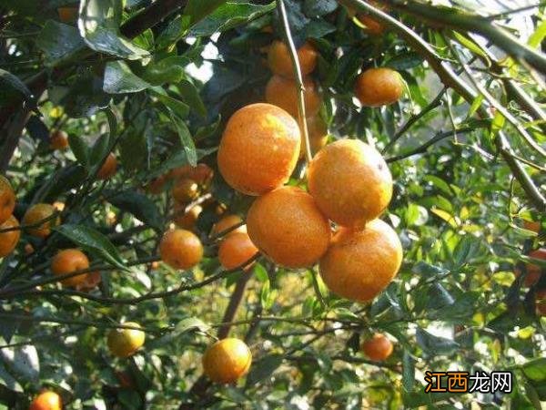 舌尖上的广东之云浮云浮地道特色美食介绍