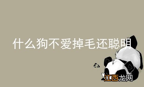 什么狗不爱掉毛还聪明