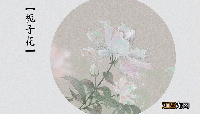 枙子花秋天怎么管理