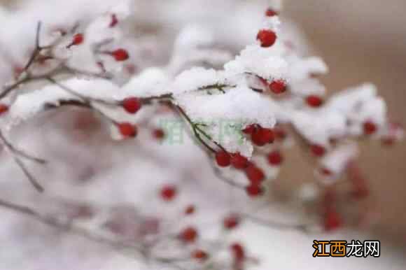 大雪重养藏 健康过好冬