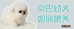 京巴幼犬如何喂养