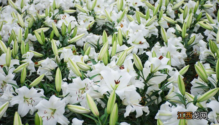 百合的花语是什么呀