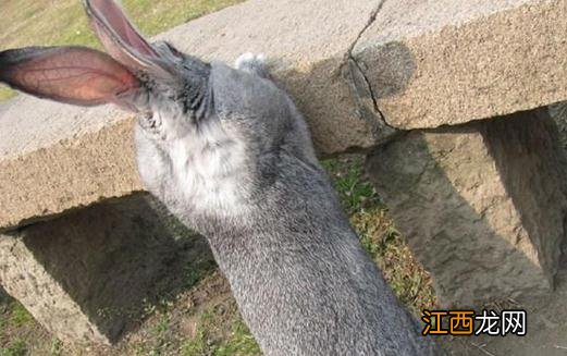 金吉拉兔的产地-金吉拉兔有哪些品种?