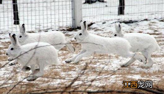 雪兔冬季的毛色特征-雪兔的外观