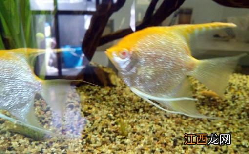 红眼钻石神仙鱼怎么养?红眼钻石神仙鱼的简介