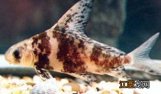 胭脂鱼怎么养？胭脂鱼的生存环境