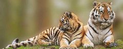 老虎为何是趴着睡觉的  老虎为什么趴着睡觉