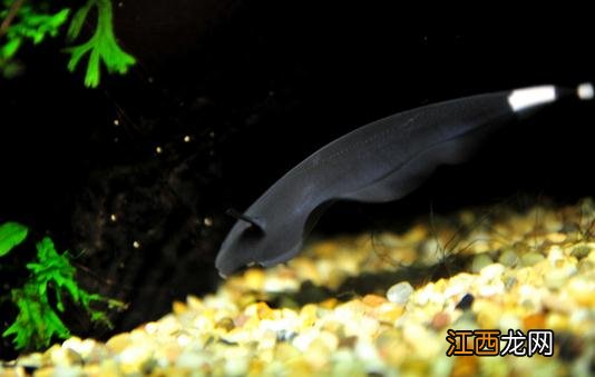 黑魔鬼的简介-黑魔鬼的特征