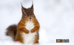 雪地松鼠的简介-雪地松鼠怎么养？