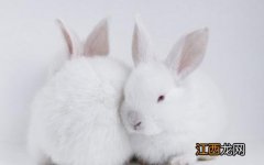 哈尔滨大白兔怎么养？哈白兔的养殖方法