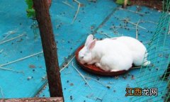 多瓦夫兔的简介-多瓦夫兔怎么养？