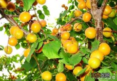 树上干杏有什么营养价值？ 杏肉干营养价值及功效