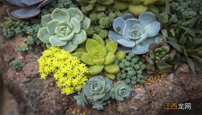 多肉种植方法