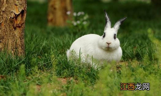 熊猫兔多少钱能够买得到？