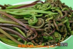 东北山野菜的功效与作用