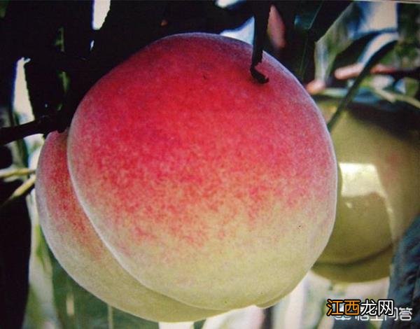 山东省各个地市的特产有哪些?山东有代表性的特产有哪些