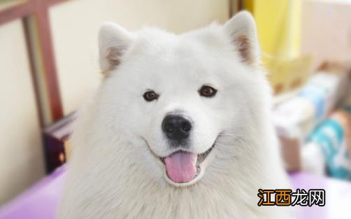 女生适合养的宠物狗推荐 几个适合女性饲养的宠物狗