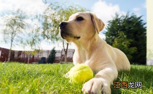 拉布拉多犬AKC标准揭秘 快来看看你家宝贝品种纯不纯