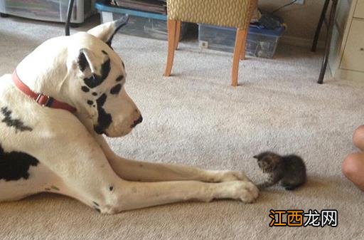 猫咪同狗狗一起养的注意事项 猫狗一起养的好处揭秘