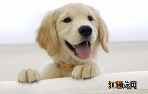 有关幼犬的饮食法则 狗狗用餐顺序的训练方法