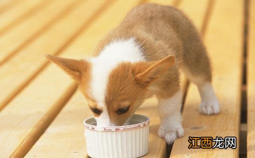 有关幼犬的饮食法则 狗狗用餐顺序的训练方法