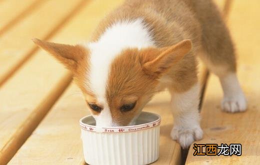 狗狗们挑食厌食的原因 避免狗挑食的解决方法