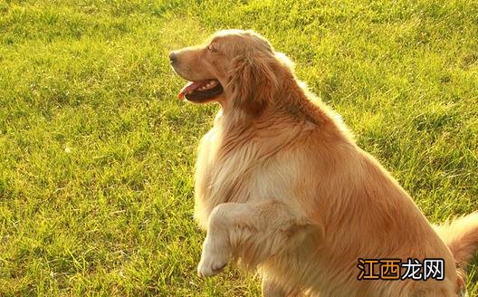 家庭常备宠物药箱 给狗狗喂药的小技巧