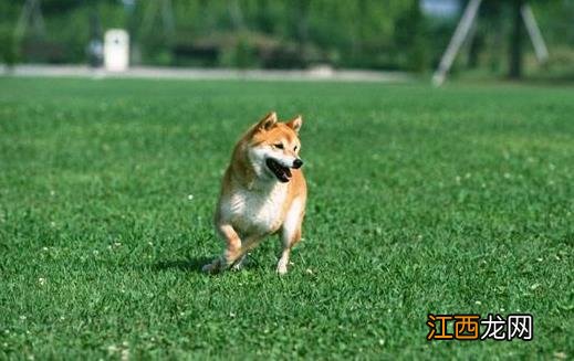 与狗狗互动交流感情的技巧 互动训练因犬制宜