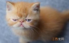 宠物猫攻击人 对待咬人的猫咪纠正训练