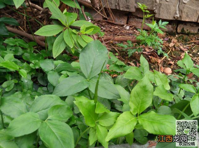 半夏怎样种植_半夏病虫害怎么防治