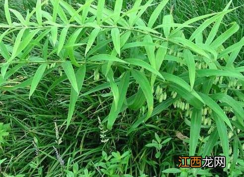 黄精有什么种植方法呢