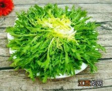 苦菊怎么种植_苦菊有哪些吃法