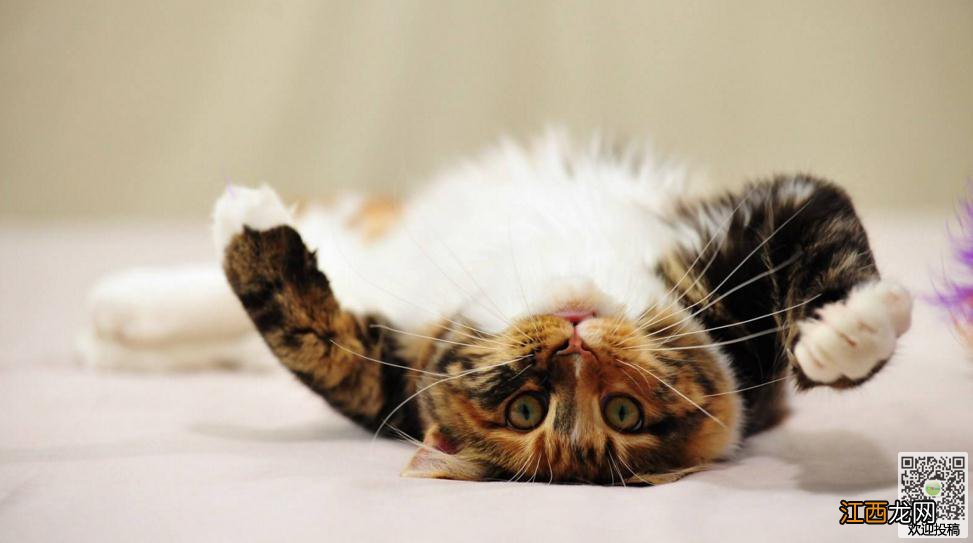 猫为什么在地上打滚 原因是什么