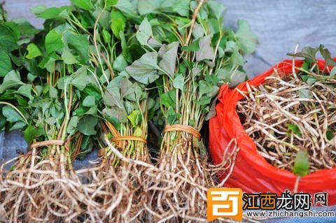 食用鱼腥草会伤肾吗?鱼腥草与马兜铃肾病的关系