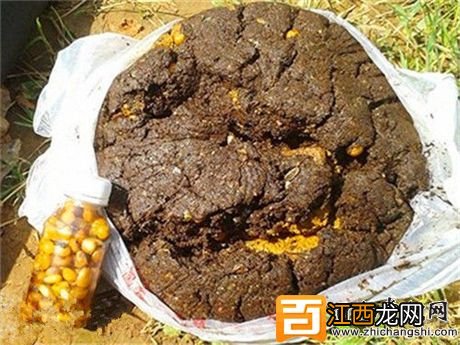 钓鱼心得：钓鲤鱼用野果自制的饵料配方