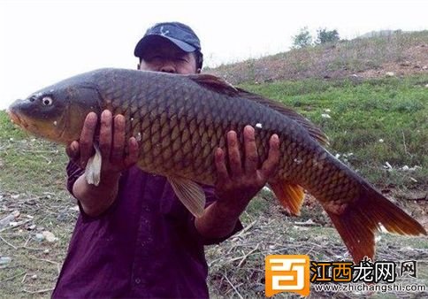 夏季水库钓鱼的技巧 夏季水库钓鱼最佳钓点