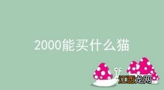 2000能买什么猫