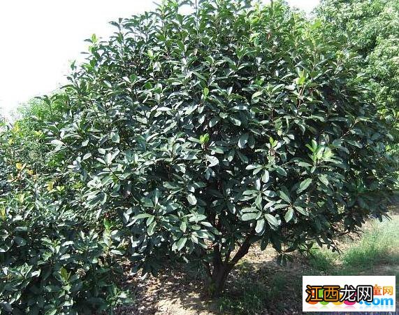 石楠的繁殖方法与注意事项介绍