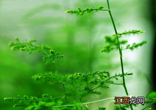 文竹叶子发黄怎么办-文竹怎么养?