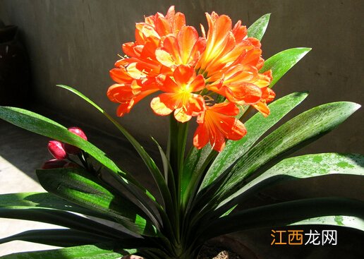 君子兰对家居环境的作用-君子兰的风水学应用