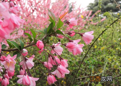 海棠花对家居环境的影响-海棠花的作用