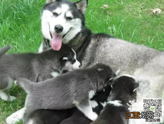 二哈妈妈为了不让孩子喝奶，居然想出了这么一个主意...