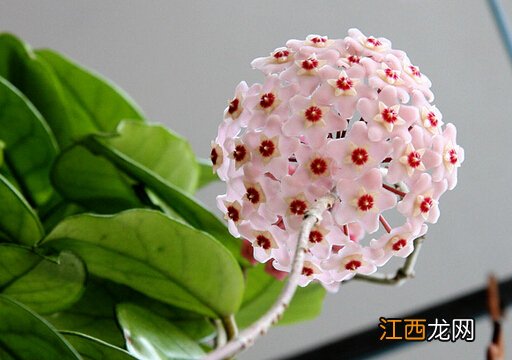 球兰与家居风格的搭配-球兰的风水学应用