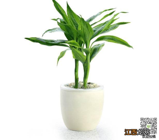 福贵竹怎么养殖 富贵竹的养殖方法和修剪方法